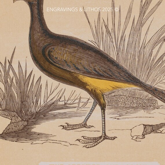 1851年 カンムリホウボウ – アンティーク・リトグラフ – オリジナル