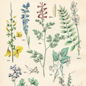 Fumitory, fumewort, milkworts, rush broom, chickpea, bush vetch, bean original plate from &quot;Pflanzen-Atlas - Carl Hofman 1883