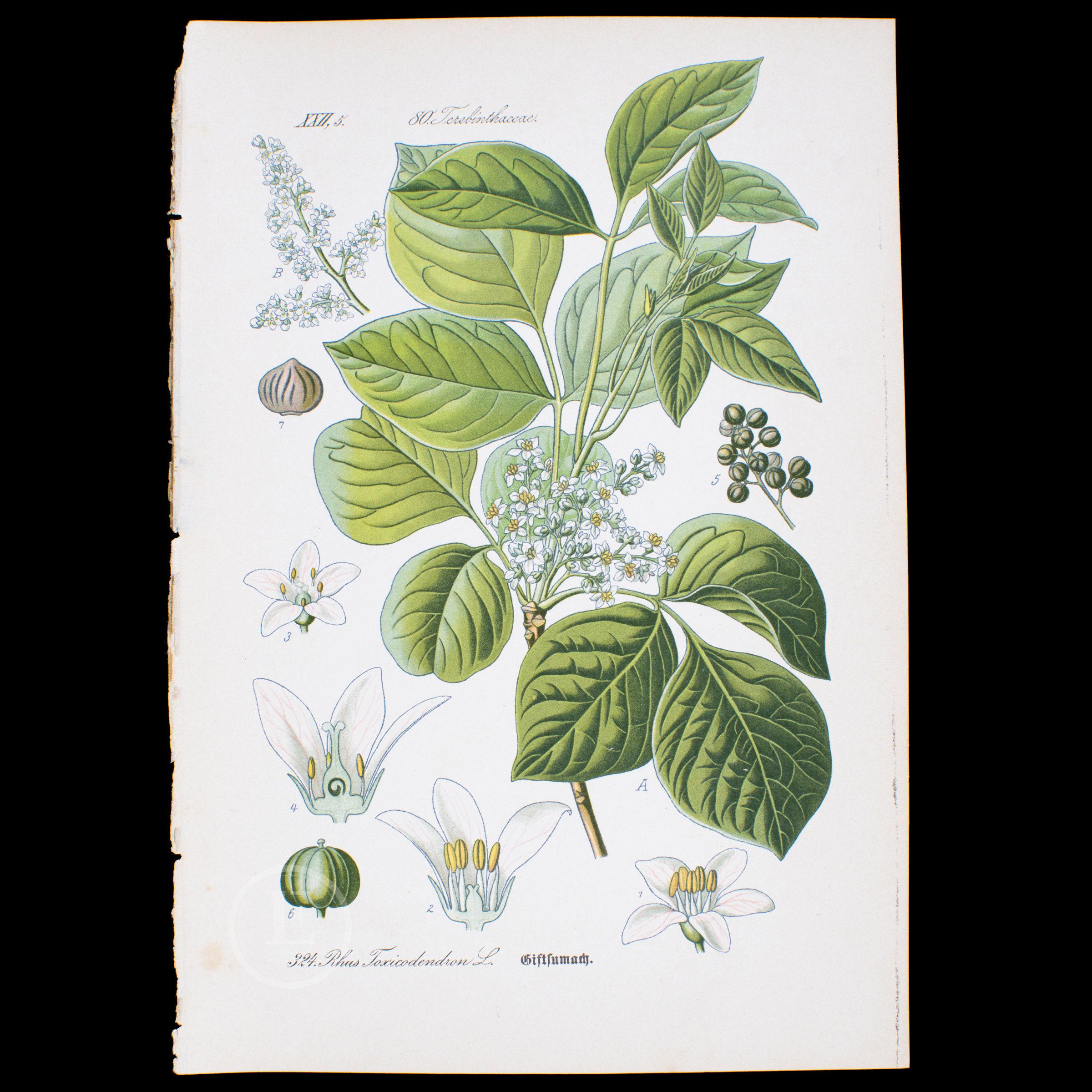1886 POISON IVY - Flora of Germany, Austria and Switzerland