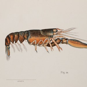 Immature Lobster - One year Old - 1895 / Original Old print - Very rare!