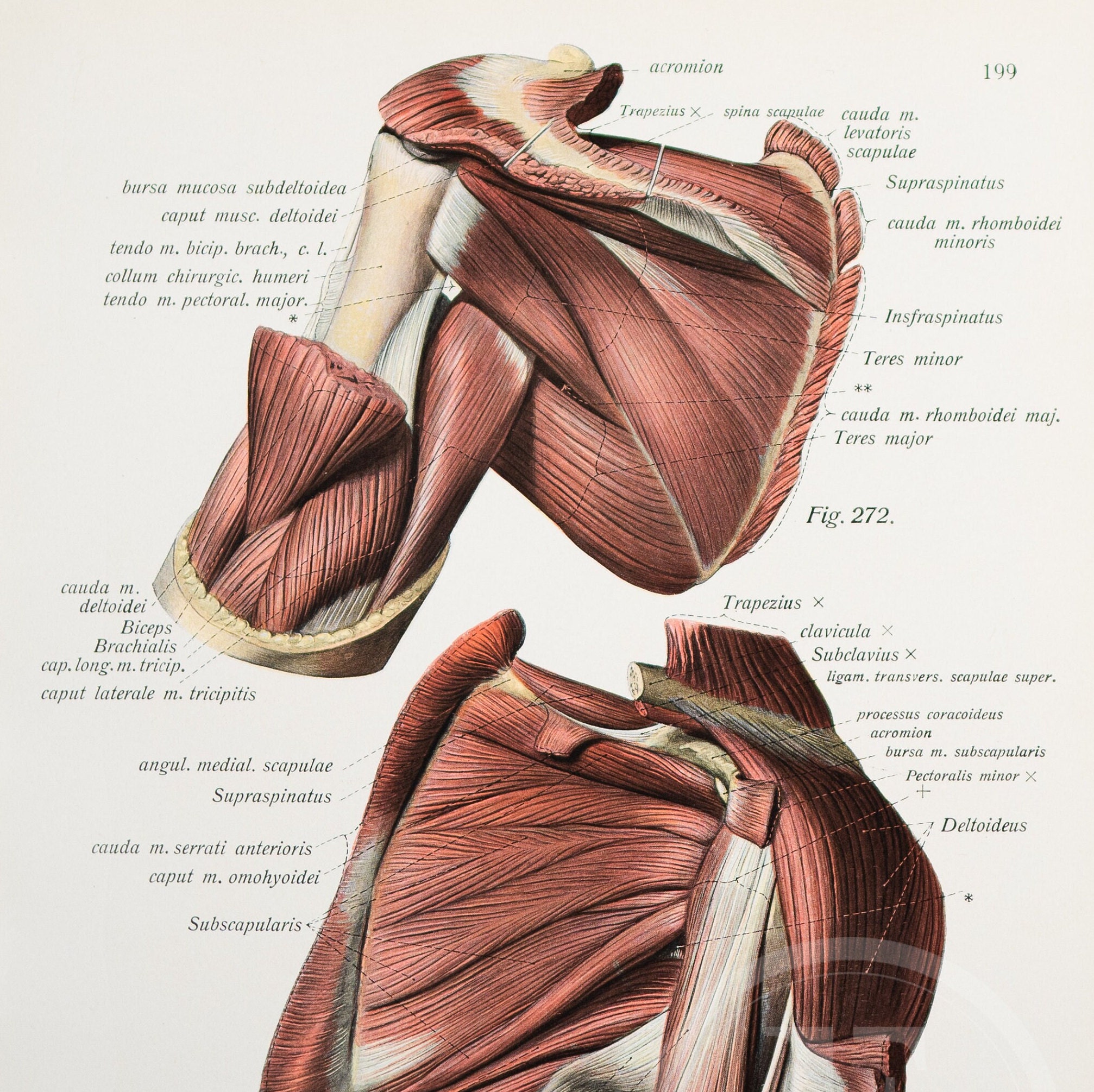 Muscles des épaules Muscles deltoïdes et du haut du bras