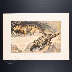 1911 MASTODONSAURUS and PAREIASAURUS, Extinct Reptiles - Original from Tiere der Urwelt - (Creatures of the Primitive World - Serie 2)