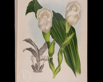 1892 Anguloa Uniflora Orchid - Antique authentic lithograph by Jean Linden, coming from Iconographie des Orchidees - Stunning!