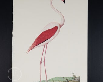 1970 THE GREATER FLAMINGO - Vintage lithograph Ornithology Print of Larousse Animals - Buy 1 get 1 free from this collection!