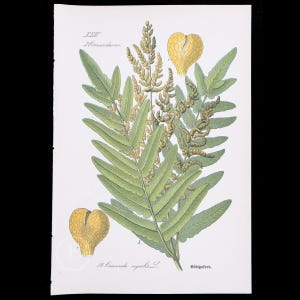 1886  ROYAL FERN   - Original from Flora of Germany, Austria and Switzerland - Scarce chromolithograph!