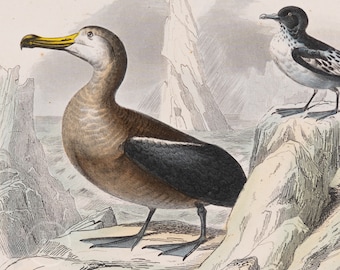 The albatros and black-and-white petrel birds / Original Hand-colored from "Ouvres Complete de Buffon" 1866 - Small beautiful print!