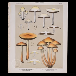 May include: A vintage botanical illustration of various edible fungi, labeled with scientific names and plate numbers. The artwork features detailed drawings of different mushroom species, showcasing their caps, stems, and gills. The color palette includes shades of brown, yellow, and white.