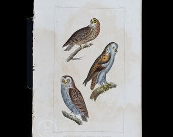 OWLS: Barn, Short-eared and Tawny  / Authentic Steel engraving from Oeuvres de Buffon 1829 - Hand colored!