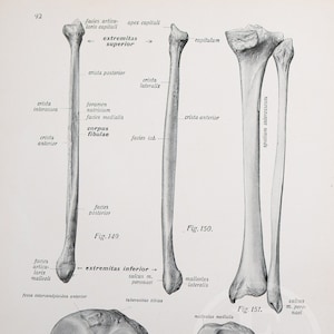 Leg bones: Tibia / Fibula /Human Anatomy - Descriptive Anatomy Book from 1926 -Printed on both sides!