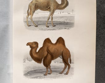 1879 The dromedary and the Bactrian camel – Hand-Colored Ornithology Steel Engraving from Buffon