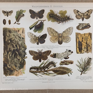 Silkmoth forest pest 2 - Original color lithography from Meyers Lexikon 1897