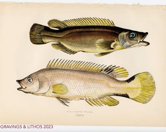 1894 Pez lábrido de escamas - Cromolitografía original de peces de agua dulce británicos