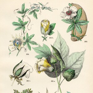 Upland cotton, cacao beans, baobab, passion flower, sensitive plant original plate from &quot;Pflanzen-Atlas - Carl Hofman 1883