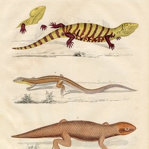 The yellow-throated circle-tooth, furrow lizard, Peron's crust skink Scarce, hand-colored from Book of the World 1844 by Carl Hoffman image 2