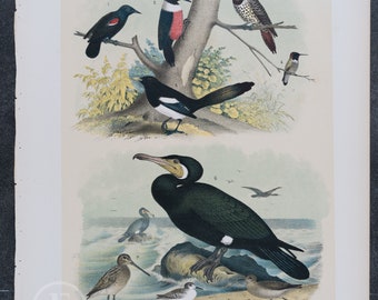 Blackbird, Woodpecker, Flicker, Hummingbird, Cormorant, Phalarope - Original Chromolithograph 1878 - Big real lithograph 145 years old!
