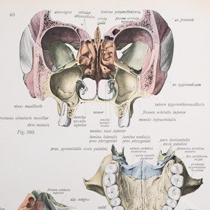 Orbital bone, Palatine fossa, Eye socket / Human Anatomy - Descriptive Anatomy book from 1926Printed on both sides!