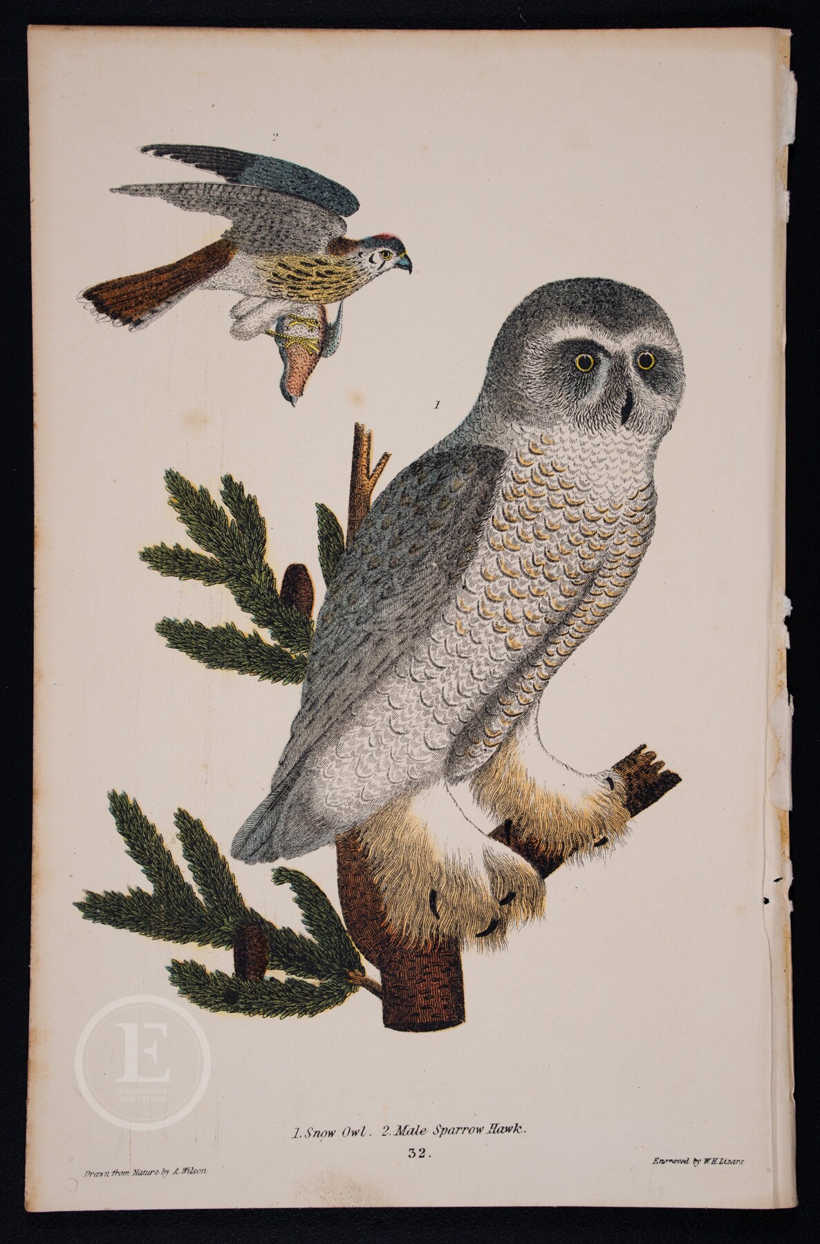 Snow Owl and Male Sparrow - Chromolithograph Published 1877, London for "American Ornithology o