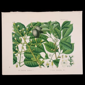 Op de afbeelding: Botanische illustratie van een plant met grote groene bladeren, kleine witte bloemen en donkergroene vruchten. De illustratie bevat gedetailleerde tekeningen van de verschillende delen van de plant, met wetenschappelijke namen.