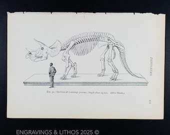 1897 TRICERATOPS SKELETON (triceratops prorsus) – Vintage Dinosaur Skeleton Print from Extinct Monsters