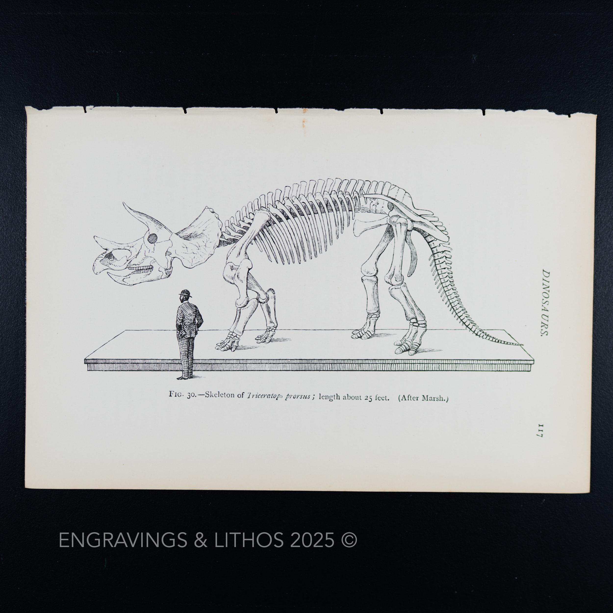 1897 TRICERATOPS SKELETON (triceratops Prorsus) – Vintage Dinosaur
