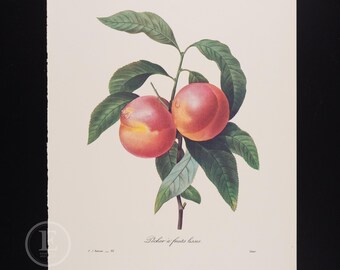 SMOOTH FRUIT PEACH - Blumen und Früchte von Pierre Redoute - Vintage Edition 1980