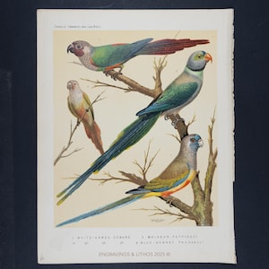 May include: A vintage print showcasing detailed illustrations of several colourful parrots on branches. The print includes a White-Eared Conure, Malabar Parrakeet, and Blue-Bonnet Parrakeet. The text at the bottom reads "ENGRAVINGS & LITHOS 2025".