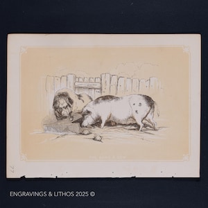 1851 THE BOAR and SOW  – Antique Lithograph – Original The Natural History of the Sacred Scriptures, and Guide to General Zoology