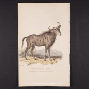 Puede incluir: Una impresión antigua de un ñu atigrado, un tipo de antílope africano. La ilustración muestra al animal de perfil, con sombreado y color detallados. La impresión incluye texto en la parte inferior que identifica al animal y su clasificación.