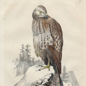 The Buzzard - VERY RARE - Original lithography out of &quot;Das Buck der Welt&quot; 1847