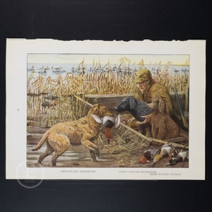 1919  RETRIEVERS: Chesapeak and Curly-coated / Irish Water Spaniel - Original vintage lithography from The Book of the Dogs - Dog wall decor