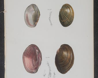 Arte mural de moluscos de 1843 - Impresión de página de libro de zoología antigua