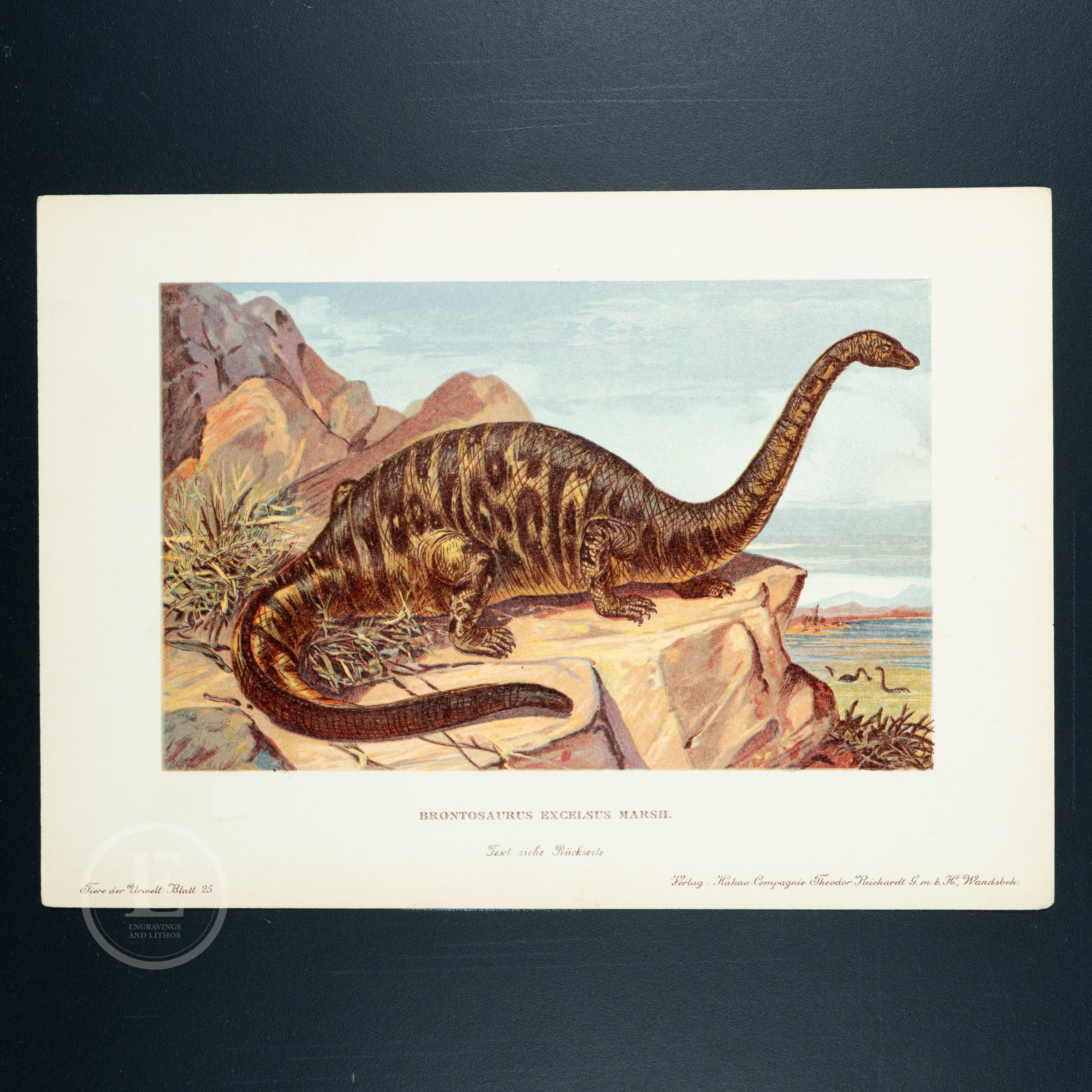 Brontosaurus: Thunder Lizard - Authentic Chromolithograph From Tiere ...