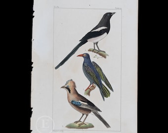 MAGPIE, CRAVEN and JAY / Authentic Steel engraving from Oeuvres de Buffon 1829 - Hand colored!