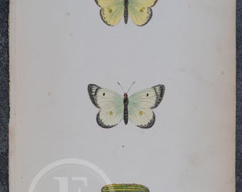 Amarillo pálido nublado. Mariposas Morris - Grabado antiguo original de "Historia de las mariposas británicas" - ¡Litografía coloreada a mano!