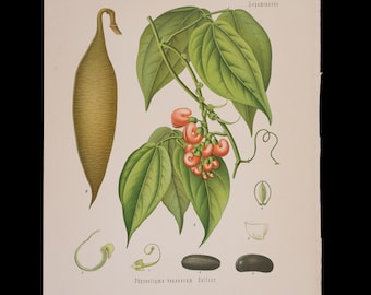 1887 CALABAR BEAN (Physostigma Venenosum) – Antique Botanical Print from Kohler’s Medicinal Plants