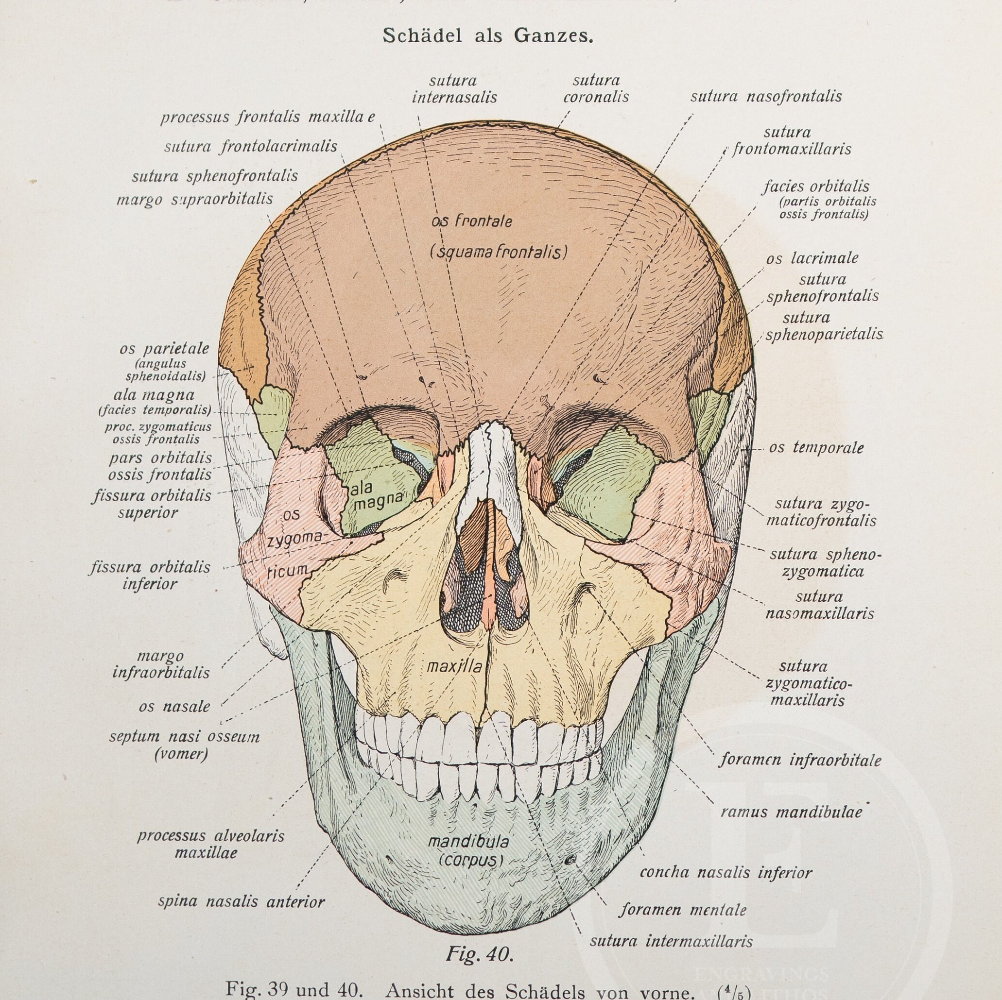Vista del cráneo: frontal y lado izquierdo /- Anatomía humana - Libro de  anatomía descriptiva de 1926 - IMPRESIÓN DE DOBLE CARA¡Impreso en ambas  caras! - Etsy México, image size:2062x2059