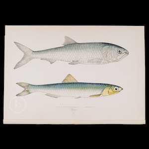 Scale-finned SHAD and ANCHOVY  - Lithograph 1884, London for &quot;History of the Fishes of the British Islands&quot; by Jonathan Couch