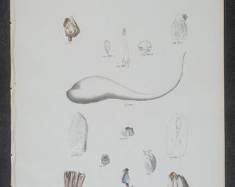 Grabado de moluscos y caracolas de 1843 - Decoración náutica antigua para pared