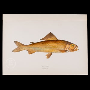 Puede incluir: Ilustración detallada de un pez, probablemente un salmón, en tonos dorados y marrones. El pez se muestra de perfil, con escamas, aletas y ojo visibles. La palabra "GRAYLING" y el número romano "CCXXVIII" están impresos debajo.