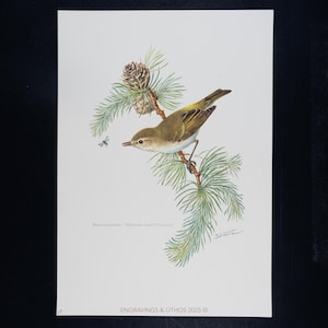 May include: A detailed illustration of a small bird perched on a pine branch with a pine cone. The bird has olive-green and tan feathers. A small insect is flying near the bird. The text at the bottom reads "ENGRAVINGS & LITHOS 2025".