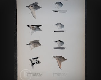 Carbonero común: embridado, copetudo, junípero/perlita y tordo - Impresión original del libro "Historia de las aves de Norteamérica" de Baird, 1874