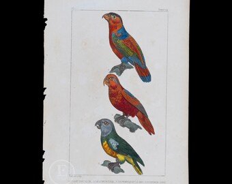 Tricolor Lorikeet, Parakeet, Red Lori / Authentic Steel engraving from Oeuvres completes de Buffon 1829 - Hand colored!