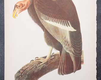 1937 - California Condor and Anna's Hummingbird – Vintage Audubon Bird Print