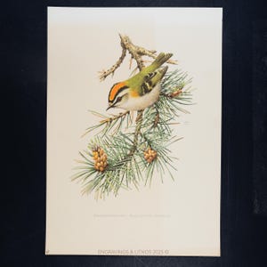 Peut inclure: Illustration détaillée d'un petit oiseau au plumage vert, orange et blanc perché sur une branche de pin avec des pommes de pin. L'œuvre d'art est sur un fond crème. Le texte "ENGRAVINGS & LITHOS 2025" est en bas.