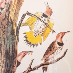 Flicker - Vintage Print from &quot;John James Audubon Birds of America&quot; 1937 Edition - - Buy 2 prints, get 1 free!