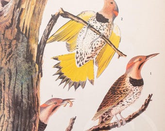 Flicker and Kentucky Warbler -Vintage Druck von "John James Audubon Birds of America" Ausgabe 1937 - Kaufen Sie 1 Druck und erhalten Sie 1 gratis!