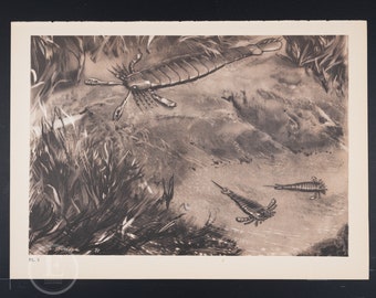 Pterygotus and Eurypterus - Original Vintage lithograph print of extinct Prehistoric Animals 1960