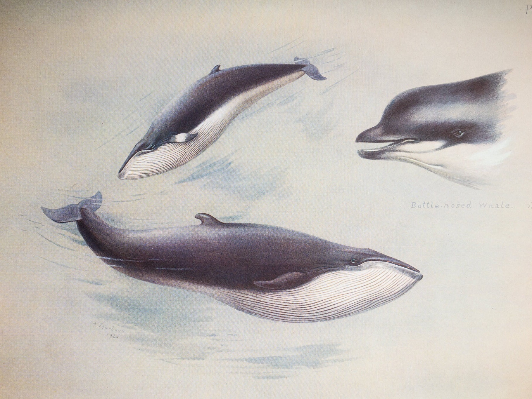 Lesser Rorqual and Rudoplhis Rorqual - Vintage Print From the Book ...