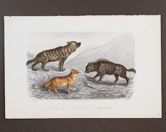 1853 HIENA, CHACAL – Grabado en acero coloreado a mano con acabado de goma arábiga de Oeuvres de Buffon – ¡Escaso!