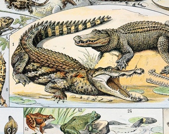 crocodile - LAROUSSE